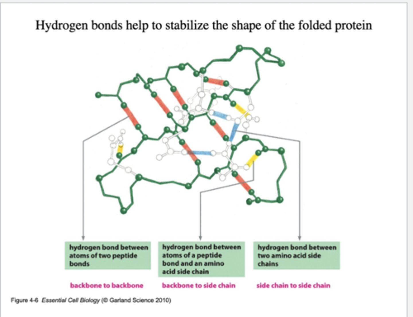 <p>weak attraction between a hydrogen atom that is part of a polar covalent bond and another electronegative atom like oxygen or nitrogen</p>