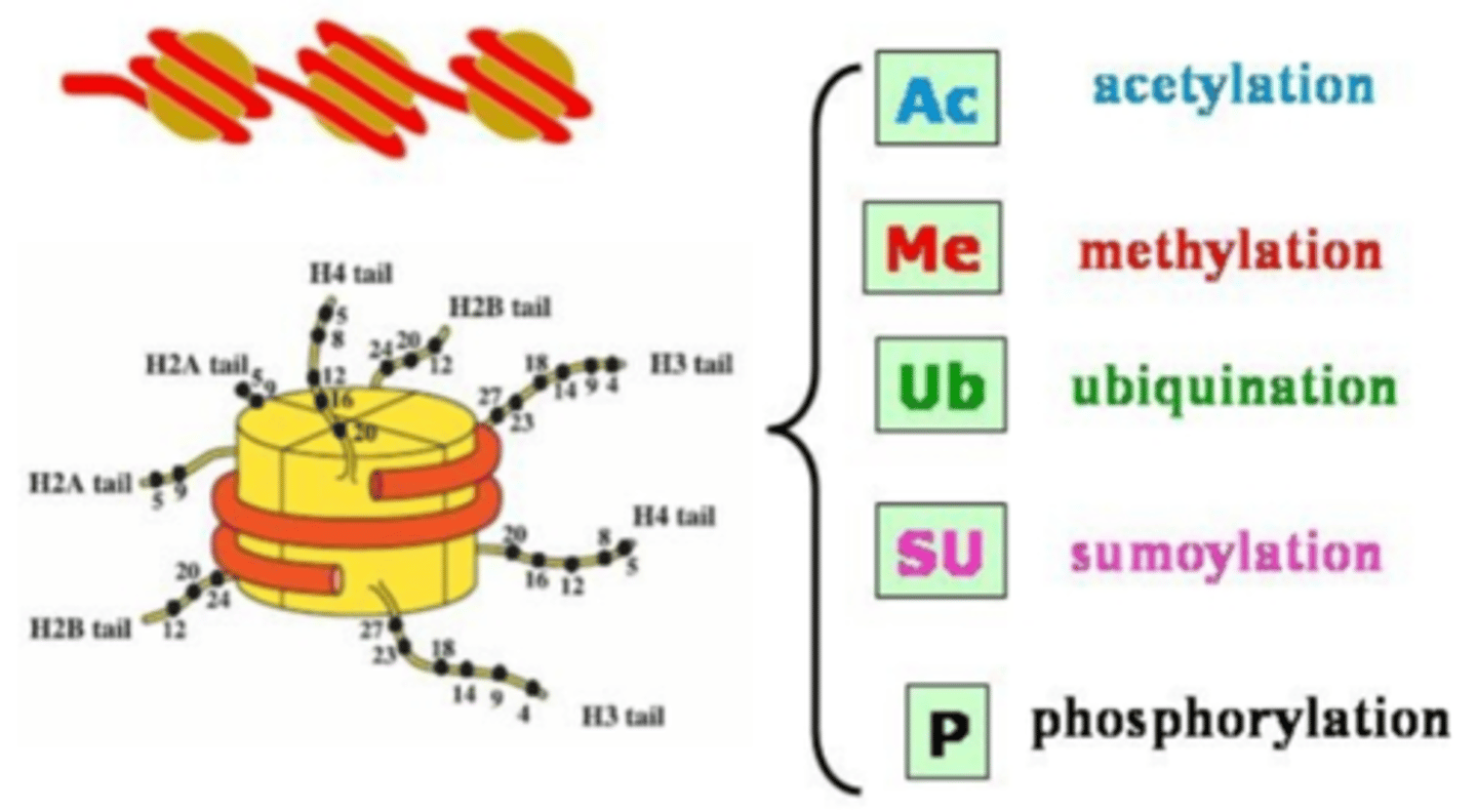 <p>-folding by chaperones</p><p>-formation of quartenary structure</p><p>-cleavage of proteins or signal sequences</p><p>-covalent addition of other biomolecules</p><p>proper protein</p><p>functioning. For example, several</p><p>clotting factors, including prothrombin,</p><p>require posttranslational carboxylation</p><p>of some of their glutamic acid residues</p><p>in order to function properly. Vitamin K</p><p>is required as a cofactor for these reactions;</p><p>thus, vitamin K deficiency may</p><p>result in a bleeding disorder.</p>