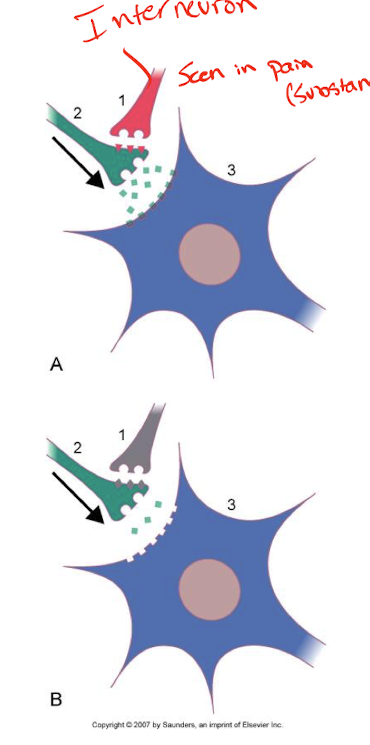 <p>An inhibitory neuron releases NTs onto the presynaptic terminal of another neuron. These inhibitory NTs typically decrease the influx of Ca2+ ions into the presynaptic terminal when an AP arrives. This reduction in Ca2+ influx leads to less vesicle fusion and decreased NT release. </p>