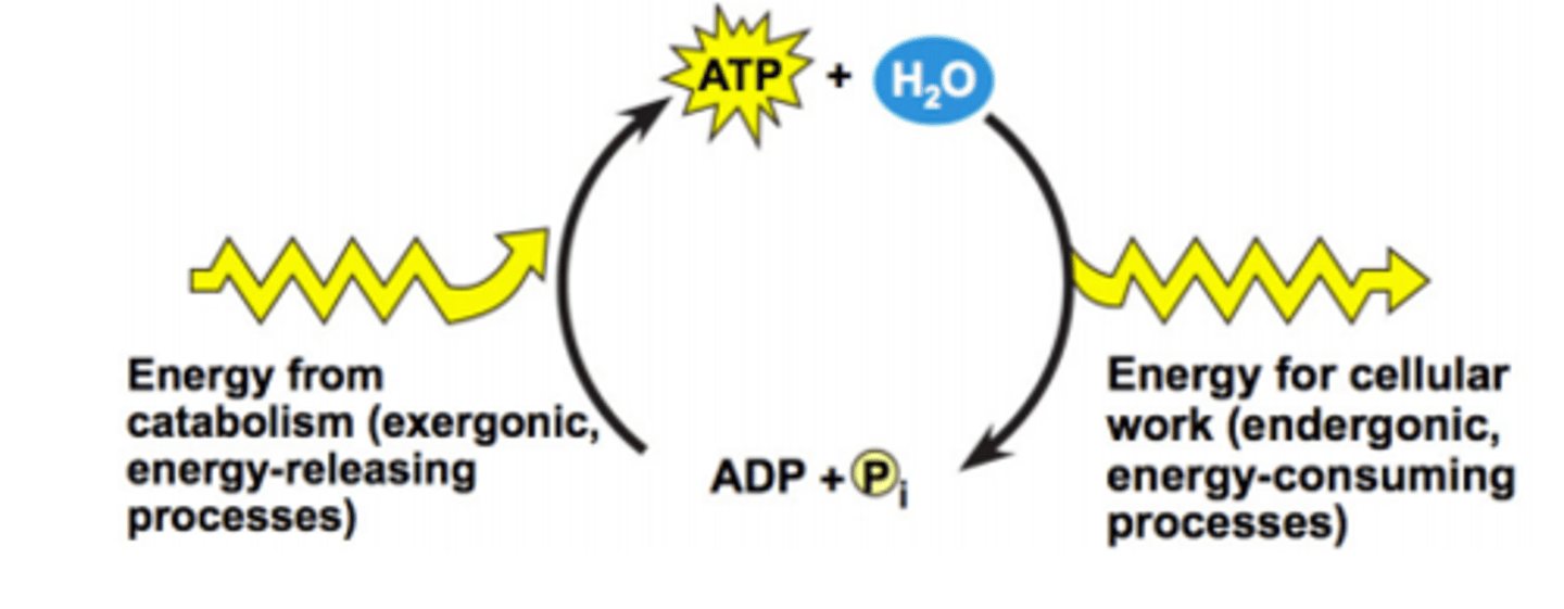 <p>Có thể tái tạo / Tái sinh</p>