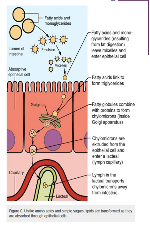 <ul><li><p>Chylomicrons enter the large</p></li></ul><p>pores of lacteals.</p><ul><li><p>lacteals come together to form</p></li></ul><p>the lymphatic vessels.</p><ul><li><p>lymphatic system transports to</p></li></ul><p>the circulatory system.</p>