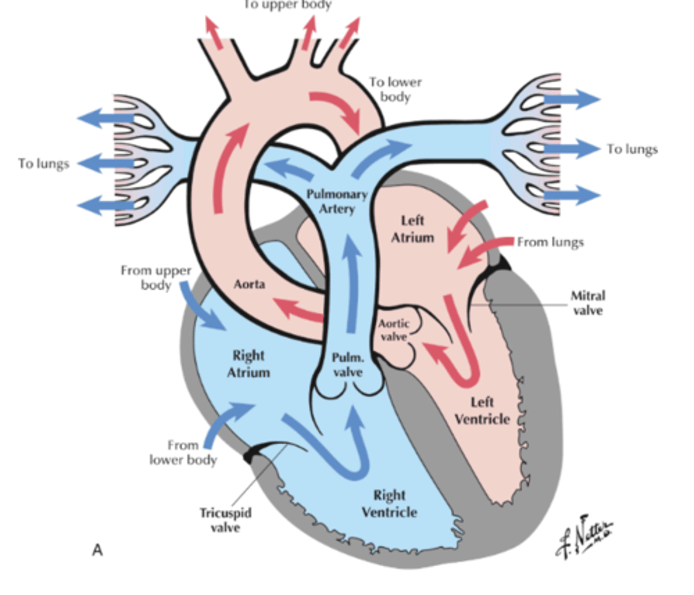<p>body tissues, pulmonary veins, left atrium, bicuspid valve, left ventricle, aortic valve, aorta, superior vena cava, inferior vena cava, right atrium, tricuspid valve, right ventricle, pulmonary valve, pulmonary arteries.</p>