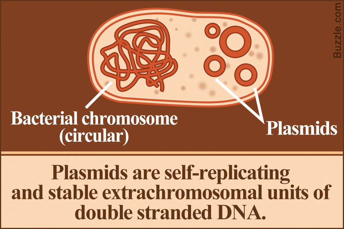 <p>-Small, circular DNA molecule found in bacteria. </p><p>-Physically separate from chromosomal DNA and replicate separately</p><p>- DO NOT depend on the organism’s chromosomal DNA for replication</p>