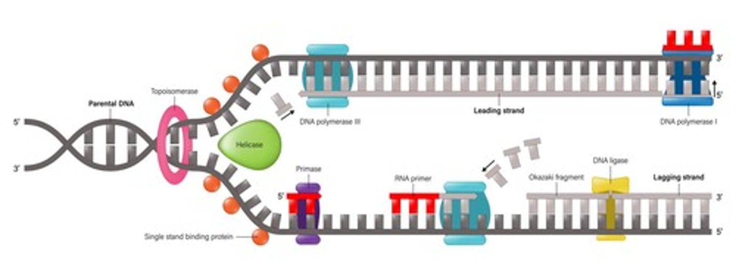 <p>Helicase unwinds the DNA strands at each replication fork.</p>
