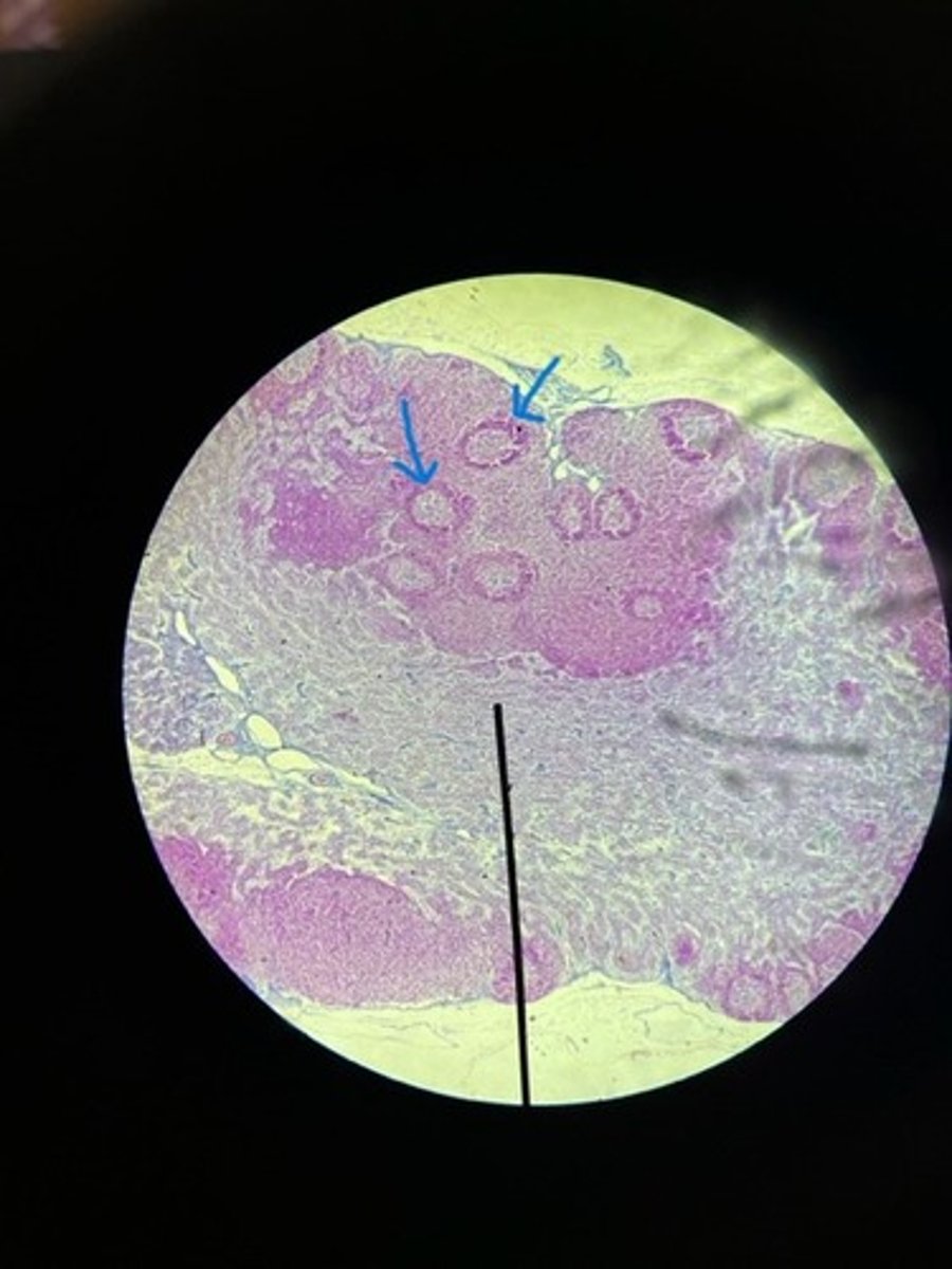 <p>ID structure</p>
