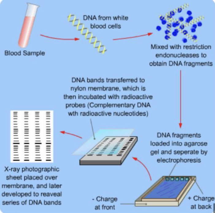 <p>steps of gel electrophoresis (4)</p>