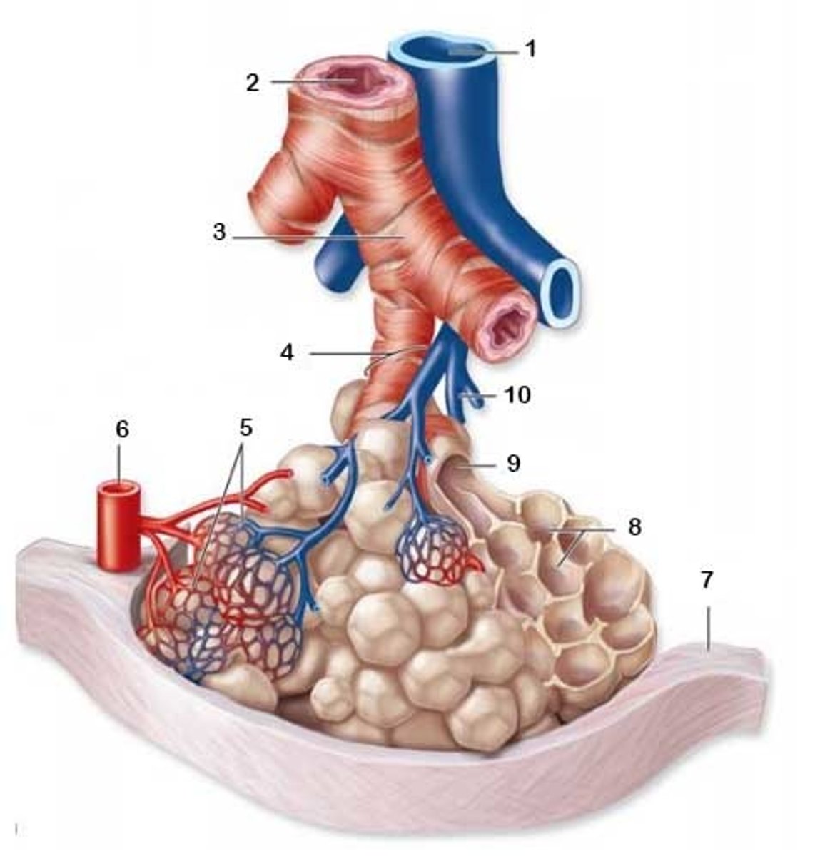 <p>where gas exchange happens in the lungs</p>