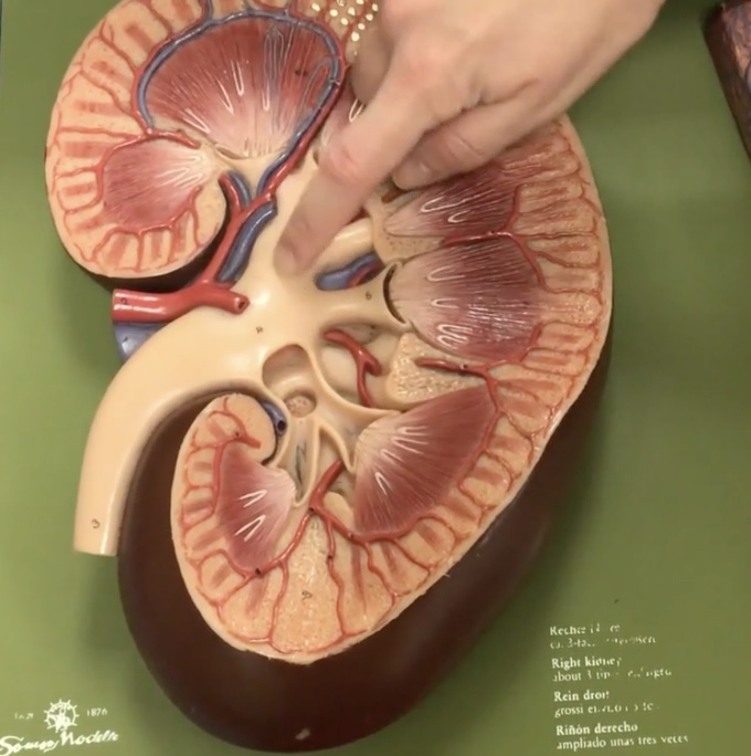<p>Description: Larger collecting ducts which form from minor calyces</p><p>Function: Drains urine from the minor calyx to the renal pelvis</p>