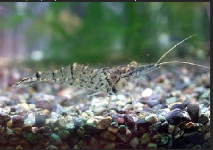 <p>What is the name of this species? In which intertidal zone does it live? Describe its habitat.</p>