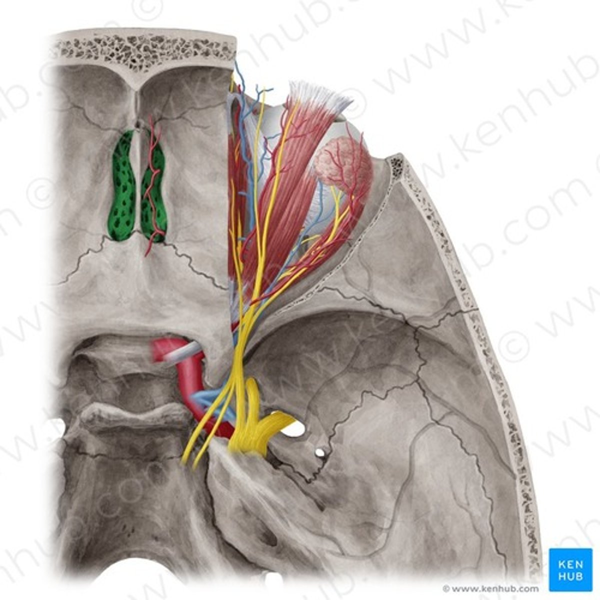 knowt flashcard image