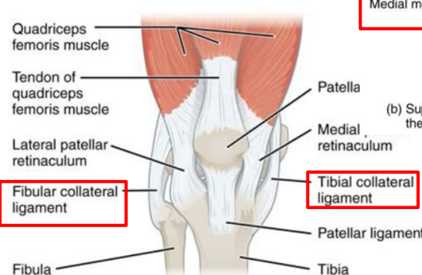 <p>connects fibia to quadriceps and tibial to femur</p>