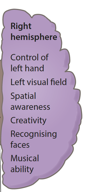 <p>plays a large role in our spatial awareness</p><p>controls our ability to recognise and perceive faces</p><p>often referred to as more creative</p>
