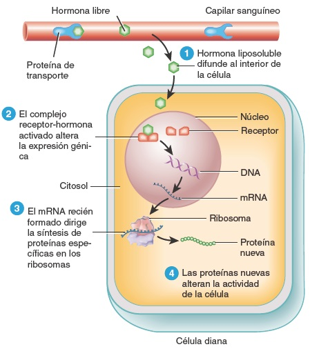 <p>Hormonas lipososlubles </p>