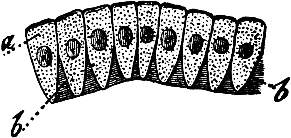 <p>Simple columnar </p>