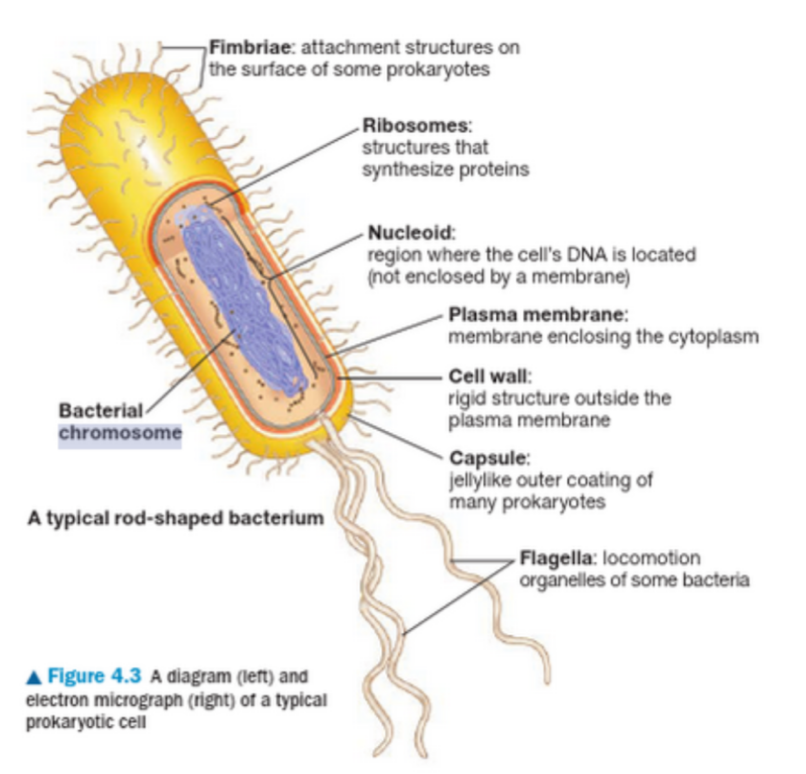 <ul><li><p>no nucleus- single circular DNA= nucleoid</p></li><li><p>Small, about 5Mb</p></li><li><p>Have plasmids (tiny DNA circles as small as 1000bp) important in antibiotic resistance </p></li></ul><p></p>