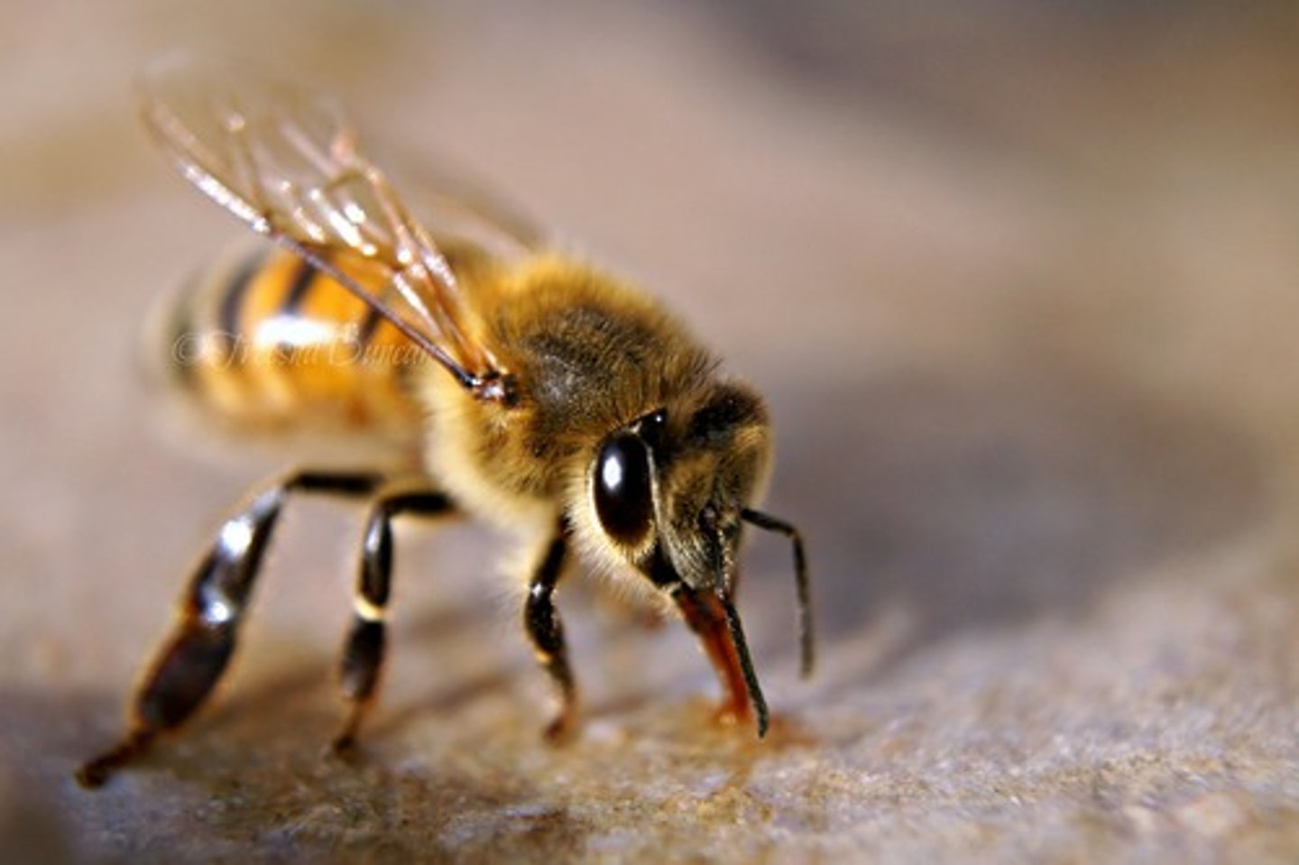 <p>a bee</p>