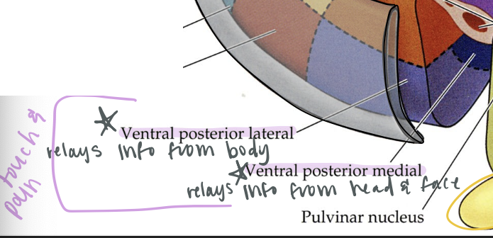 <p>relays touch and pain info from body</p>