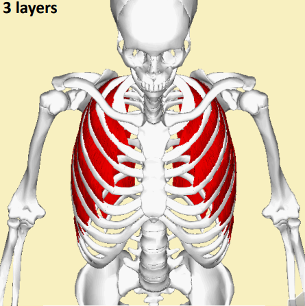 <p>External, Internal, Innermost </p>