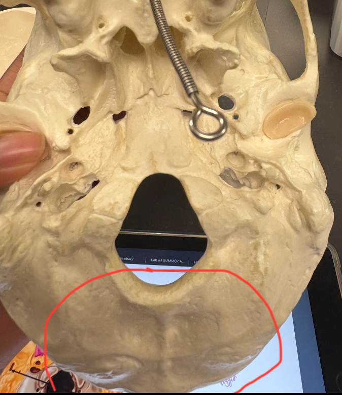 <p>bump at base of skull </p>