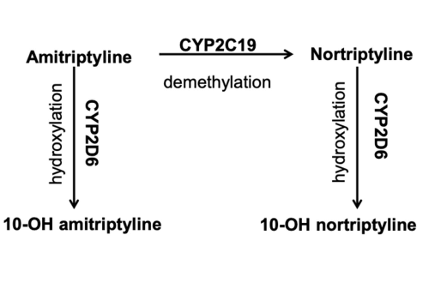 <p>Secondary (e.g., nortriptyline) → CYP2D6</p><p>Tertiary (e.g., amitriptyline) → CYP2C19 → CYP2D6</p>