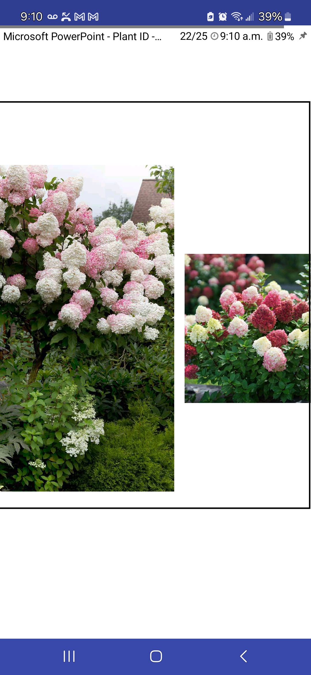 <p>Hydrangea paniculata, Hydrangeaceae</p>