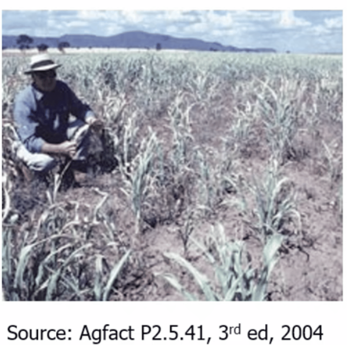 <p>1. Cyanogenic plants (e.g sourgen) eaten by hungry stock</p><p>2. Peracute Deaths, Blood is bright red</p><p>3. Sodium Thiosulphate</p><p>4. Avoid Feeding Dangerous Crops</p>