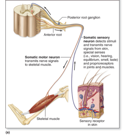 <ul><li><p>Portion sends signals from CNS to skeletal muscles </p></li><li><p>Voluntary movements involve cerebrum</p></li><li><p>Reflexive movements involve brainstem and spinal cord </p></li></ul><p></p>