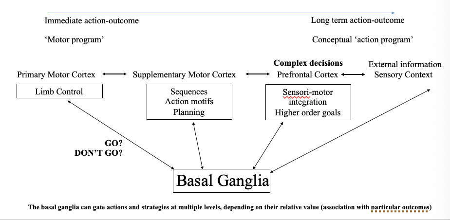 <p>bottom → top</p><ol><li><p>primary motor cortex: controlling limb movements, not individual muscles, but individual directions of limb movement</p></li><li><p>supplementary motor cortex: sequences, action motifs, planning</p></li><li><p>prefrontal cortex: sensori-motor integration, processing/establishing higher order goals + complex decisions</p></li><li><p>sensory context plays a role, what you’re experiencing in your environment feeds into systems to influence which actions are generated</p></li></ol><ul><li><p>these goals/predicted outcomes that we motivate actions based upon exist along different time scales (motor program = immediate action-outcome; conceptual&nbsp;“action program” = long term action-outcome)</p></li><li><p>BG interacts with all of these systems, serving as a gate, determining which of these programs at diff levels of the hierarchy are enacted/suppressed (whether its worth it)</p></li></ul><p></p>