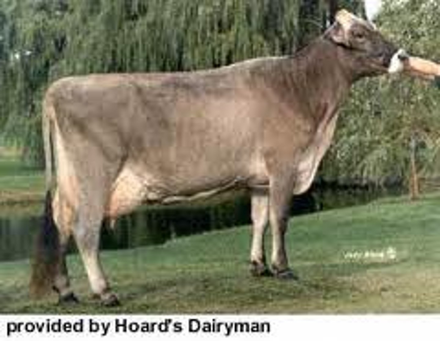 <p>This is the oldest Switzerland breed, is the 2nd highest in milk production, is brown/light brown in color, and is a great grazer</p>