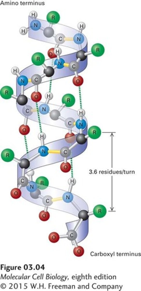 <p>The structural pattern of polypeptides at the secondary level maintained by weak hydrogen bonds between amino acids.</p>