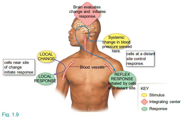 <p>What is the key difference between local vs. reflex control?</p>