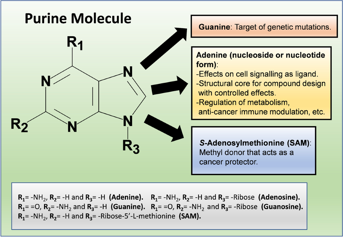 <p>50% of the bases are purines</p>