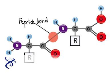 <p>The covalent bond formed between amino acids during protein synthesis.</p>