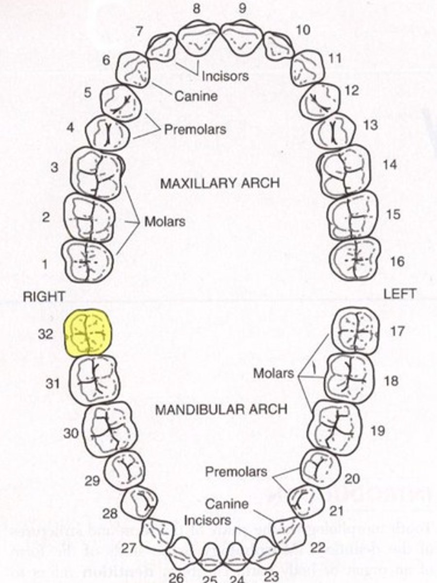 <p>Mandibular right third molar</p>