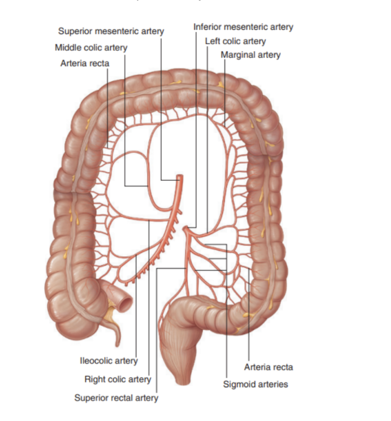 <p>Similar to arterial supply — </p><ul><li><p>Ascending colon —</p><ul><li><p>Ileocolic &amp; right colic veins — SMV</p></li></ul></li><li><p>Transverse colon —</p><ul><li><p>Middle colic vein — SMV</p></li></ul></li><li><p>Descending colon —</p><ul><li><p>Left colic vein — IMV</p></li></ul></li><li><p>Sigmoid colon —</p><ul><li><p>Sigmoid veins into IMV </p></li></ul></li></ul><p>Superior mesenteric &amp; inferior mesenteric veins ultimately empty into the hepatic portal veins — allowing toxins absorbed from the colon to be processed by the liver for detoxification</p>