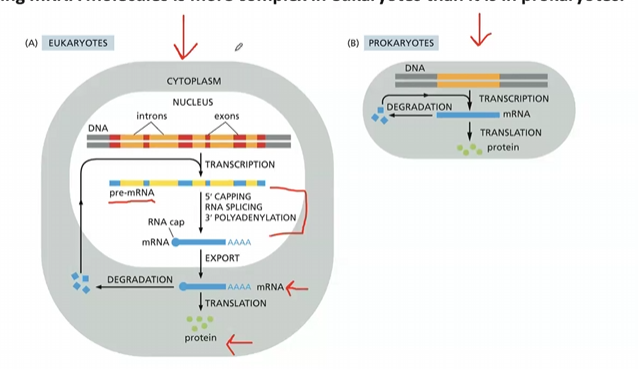 <p>Producing mRNA molecules is more complex in eukaryotes because they undergo extensive post-transcriptional modifications, including capping, polyadenylation, and splicing, whereas prokaryotes have simpler transcription processes that do not involve these modifications. </p>
