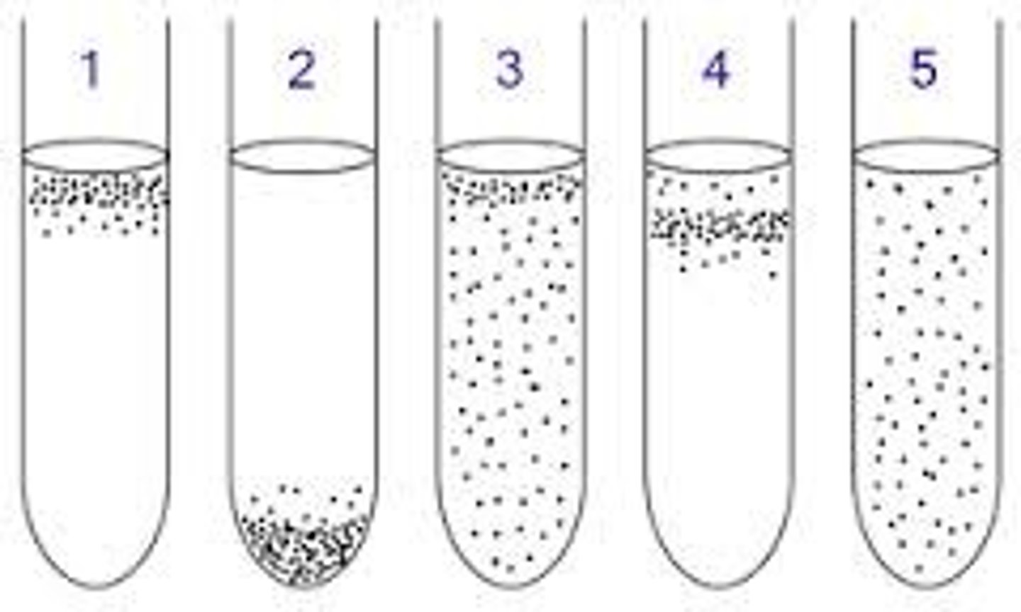<p>is determined by location of growth</p>