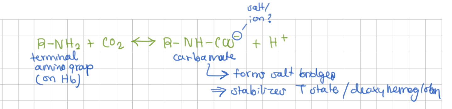 <p>terminal amino groups, carbamate group (negative charged, forms salt bridges)</p>