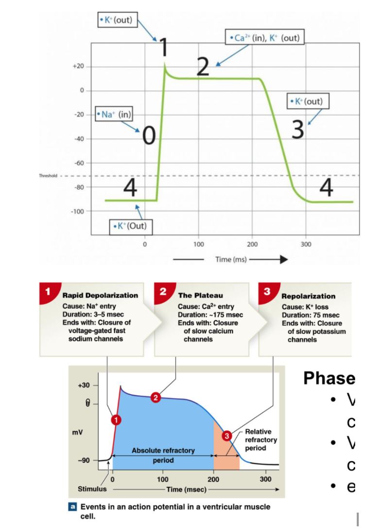 <p>Phase 1: Rapid Depolarization</p><ul><li><p><strong>resting membrane potential (stable) = -90mV</strong></p></li><li><p><strong>Ca2+</strong> from neighboring cells enter → increase membrane potential <strong>Threshold = -75 mV</strong></p></li><li><p>quick opening of <strong>voltage gated Na+ channels → rapid Na+ influx</strong></p></li><li><p>Membrane potential increases rapidly</p></li></ul><p></p><p>Phase 2: Plateau</p><ul><li><p><strong>Early repolarization</strong></p><ul><li><p>voltage gated Na+ channels close</p></li></ul></li></ul><p></p><ul><li><p><strong>Plateau</strong></p><ul><li><p>Voltage gated Ca<sup>2+</sup> channels open (long/L type CA2+ channels → open for long time)</p></li><li><p>→ slow calcium influx throughout entire period</p></li><li><p>slow K+ efflux + slow calcium influx → plateau</p></li><li><p>Ca2+ channels close staggered → no clear repolarization point</p></li><li><p>Ca2+ also binding to troponin to move tropomyosin</p></li></ul></li></ul><p></p><p>Phase 3: Repolarization</p><ul><li><p>Voltage gated Ca<sup>2+ </sup>close</p></li><li><p>Voltage gated K+ channels open → K+ leaves cell</p></li><li><p>membrane potential decreases</p></li></ul><p></p><p></p><p><strong>Ca has 2 functions → aid in contraction (bind to troponin) and bind to ryamodine receptors to release more Ca</strong></p>