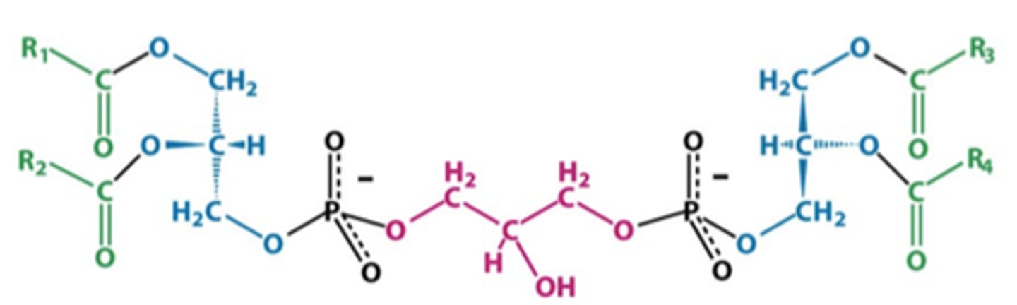 <p>glycerophospholipid</p>