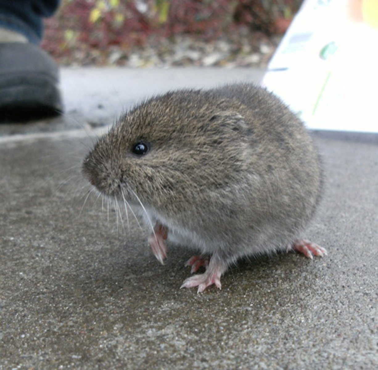 <p>vole</p>