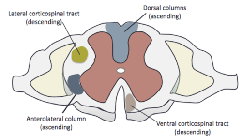 -the white matter in the dorsal horn of the spinal cord 
-how a-alpha and a-beta fibers carrying fine touch and proprioception information travel up to brain stem
-an ascending tract
-somatotopically organized: have 2 different pathways for information coming from legs vs arms to travel along