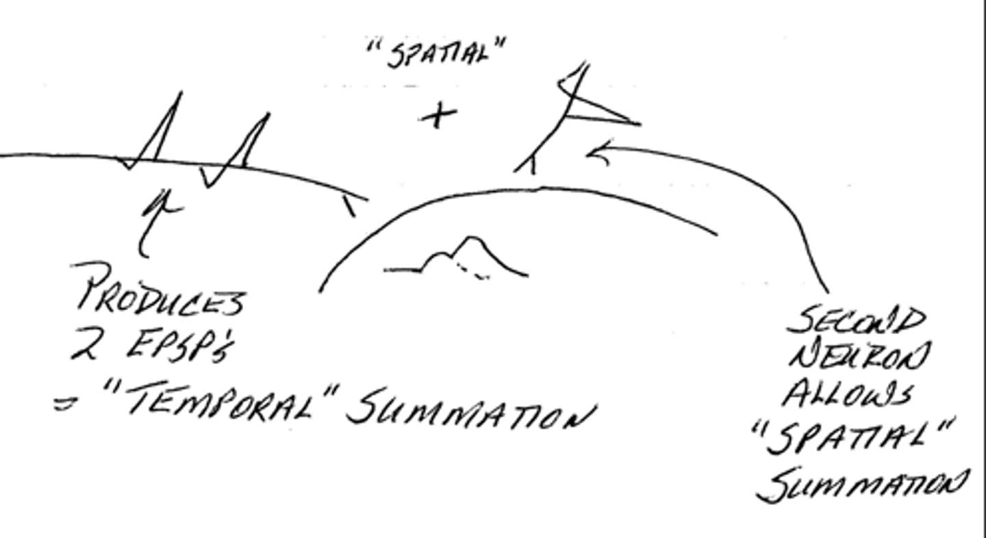 <p>1. temporal summation: multiple EPSPs from the same synapse occur in rapid succession before the earlier ones decay, allowing them to add together</p><p>2. spatial summation: EPSPs from different synapses occur at the same time, combining to produce a larger depolarization</p>
