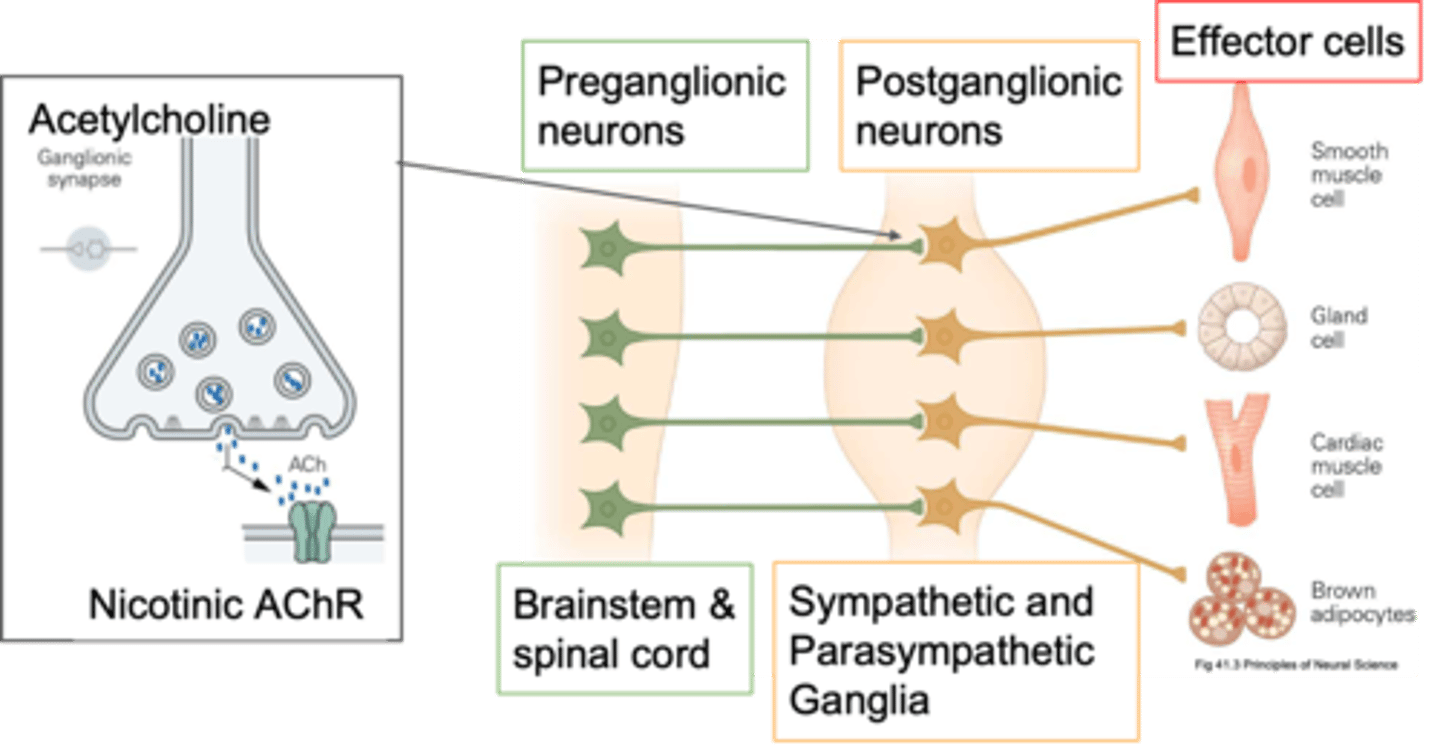 <p>Where are post-ganglionic neurones (cell bodies) found?</p>