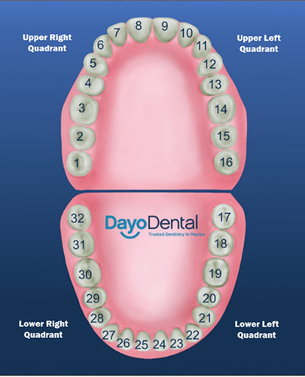 <p>mandibular left first premolar</p>