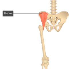 **O:** iliac fossa

**I:** iliopsoas tenon inserts onto lesser trochanter of femur