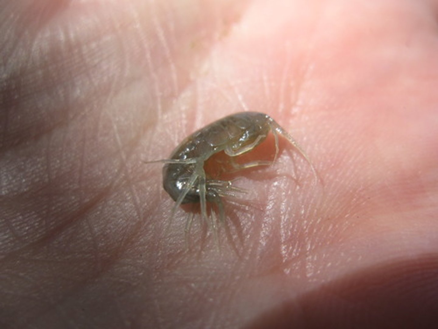 <p>Aquatic Nuisance Animal</p>