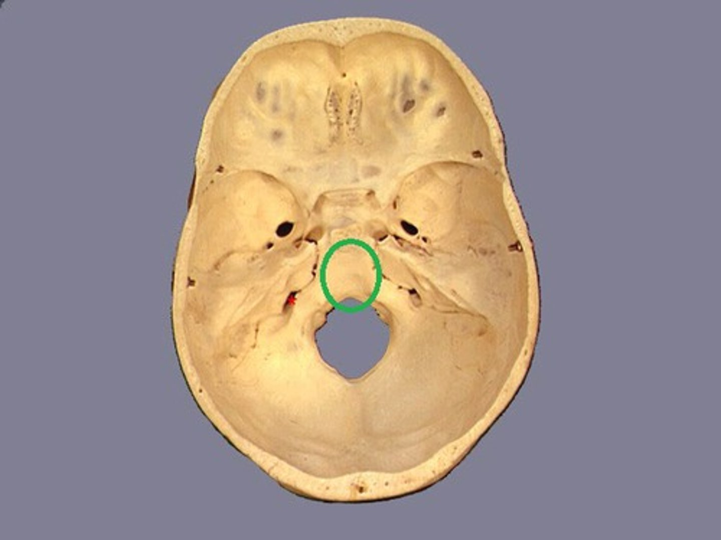 knowt flashcard image