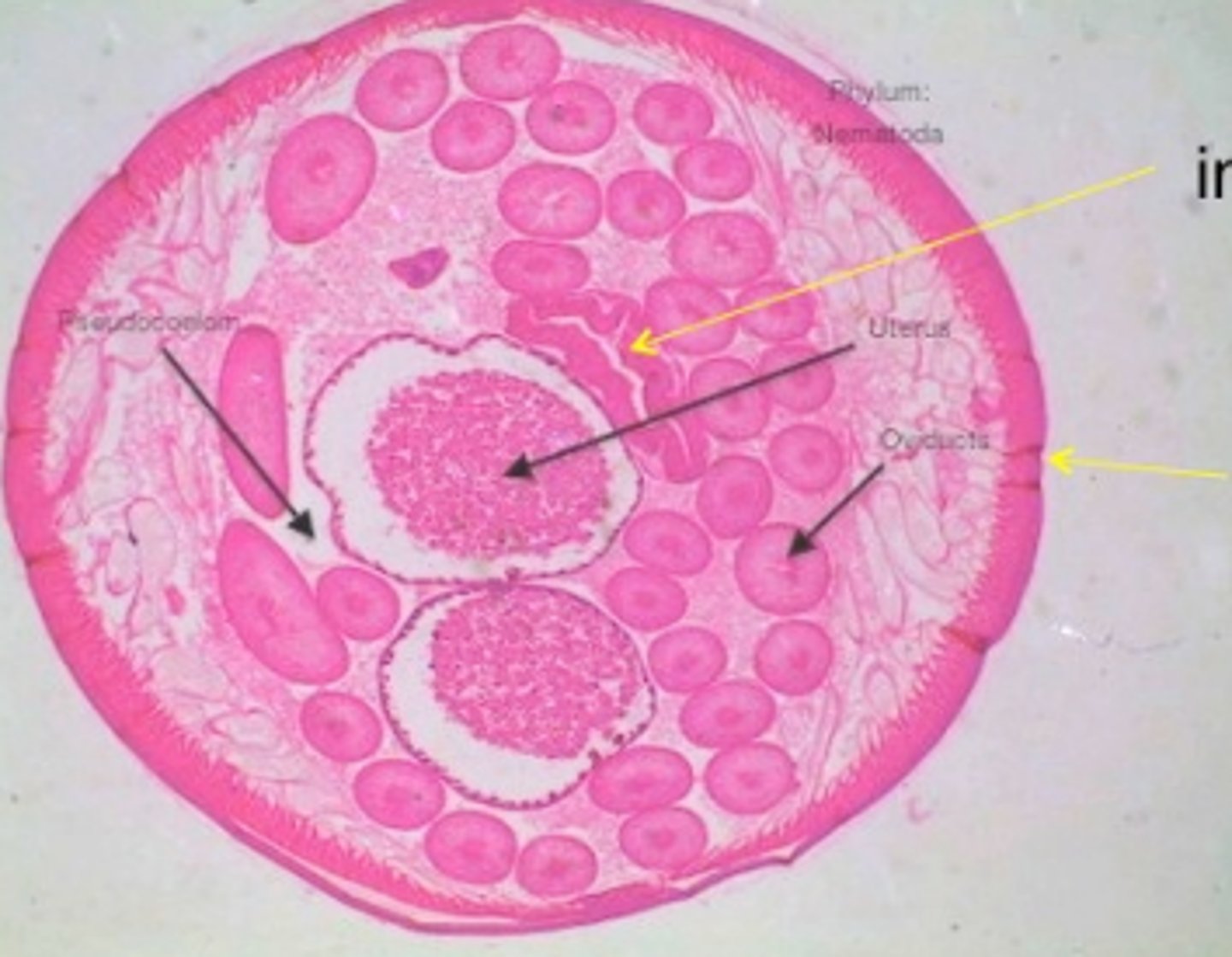 knowt flashcard image