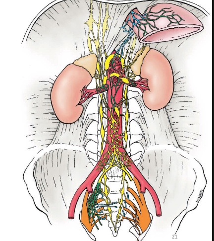 <ul><li><p>rest and digest nervous system of gut</p></li><li><p>(sympathetic does opposite: inhibit digestion, movement, secretion)</p></li></ul><p></p><p></p>